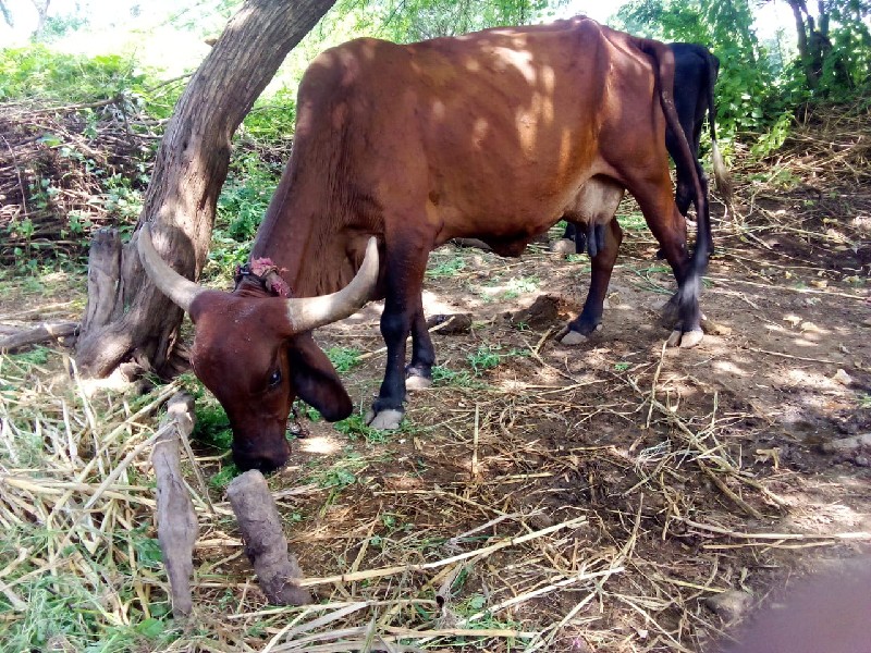 પરવીન ભાઈ કોળી