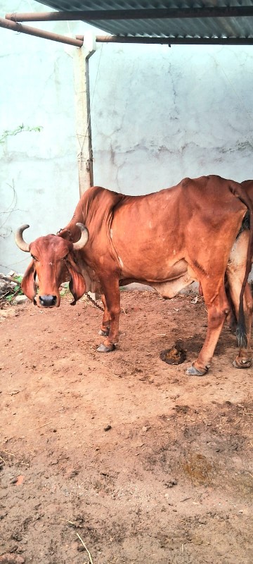 ગાય વેચવાનીછે