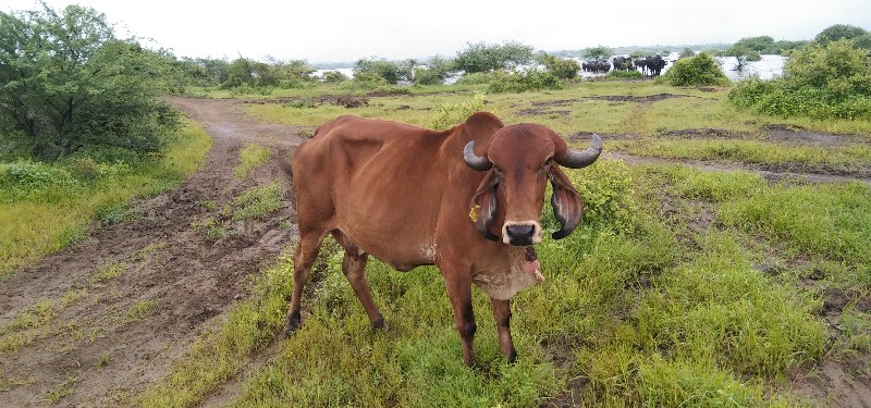 ગાય વેચવાની છે