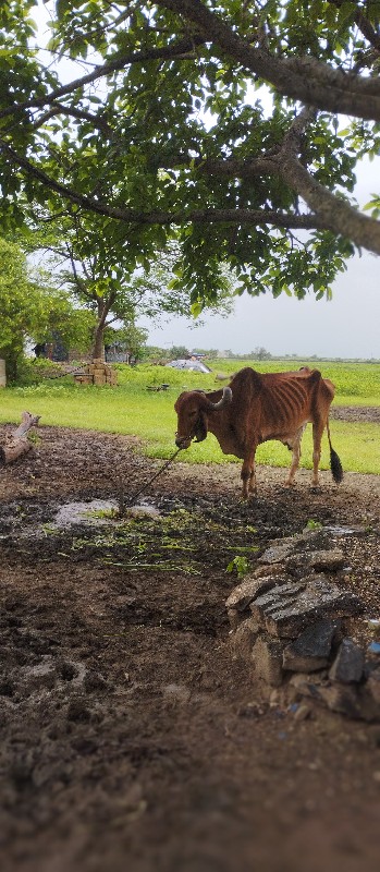 બળદ વેચવાનું છે