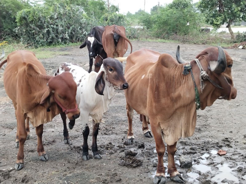 ગાય વેચવાની છે