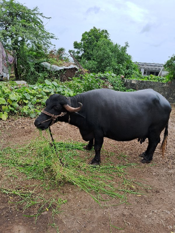 ભેંસ વેચવાની છે