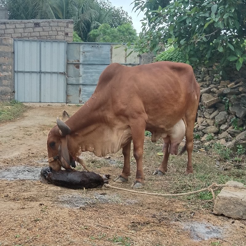 ગાય‌ વેચવા ની છ...