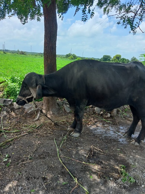 આ ખડેલુ(ભેંસ) વ...