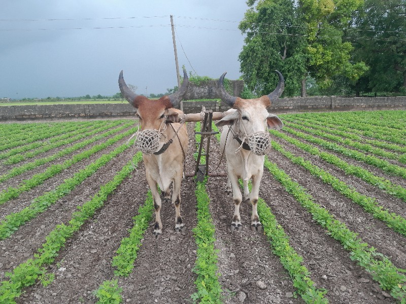 ગોઢલા વેચવાના છ...