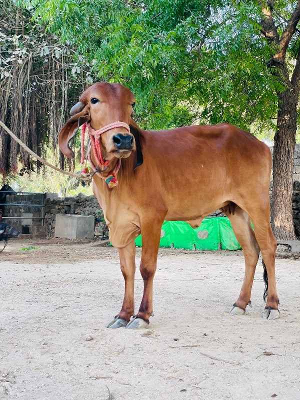 ગાય વેચવાની છે