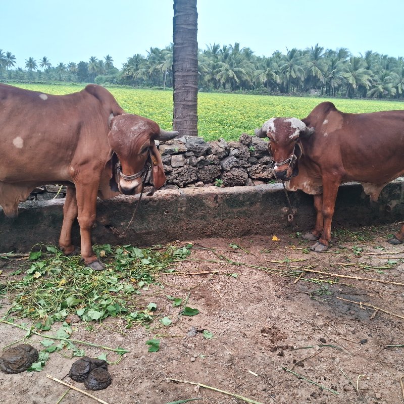 બળદ વેસવાના છે