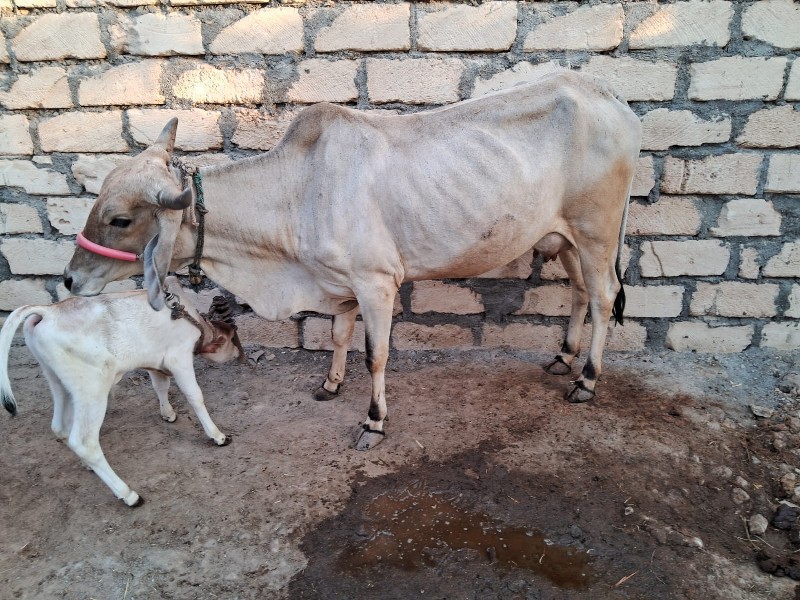 ગાય વેસવાની છે