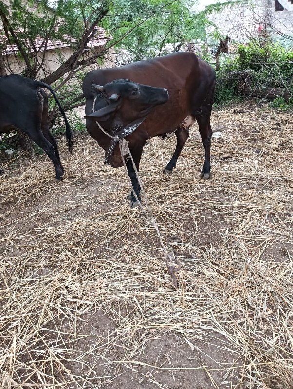 બેય ગાયું ગભણસે