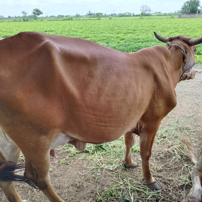 ગાય વેચવાની છે