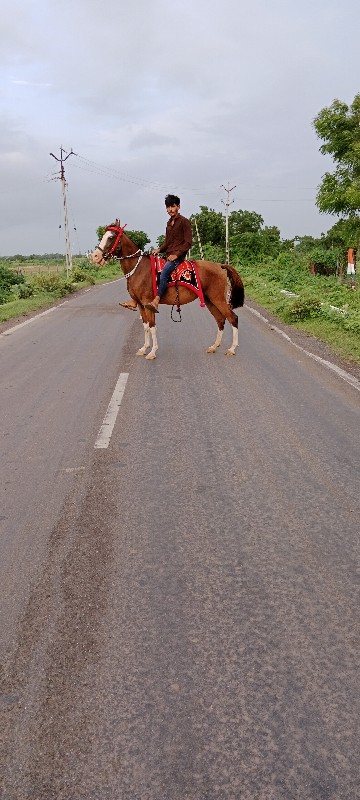 kathiyawadi gho...