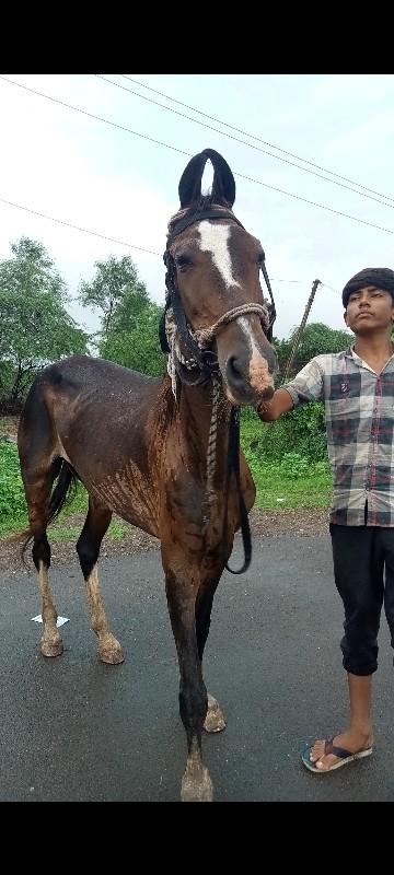 ગોળી વેચવાની છે...