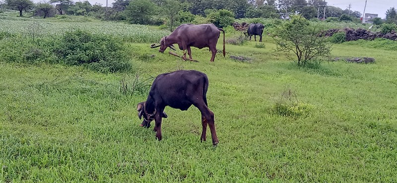 પાડો વેચવાનો છે