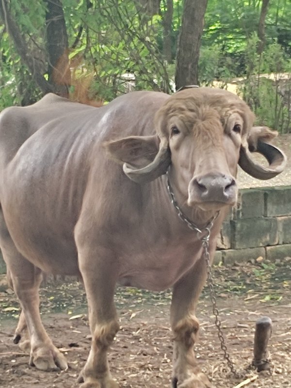 ભેસ વેચવાની છે