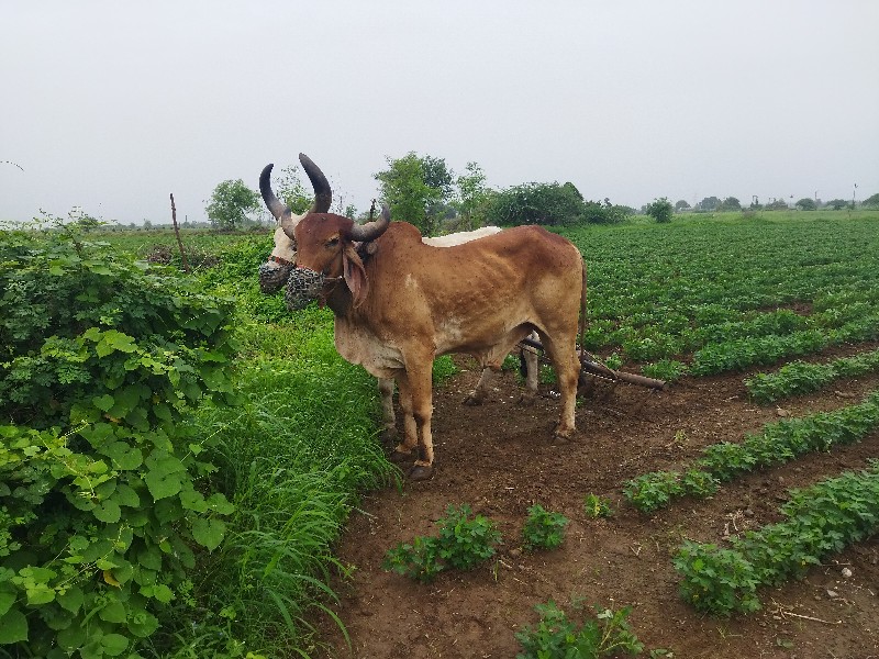 બળદ વેચવાના છે