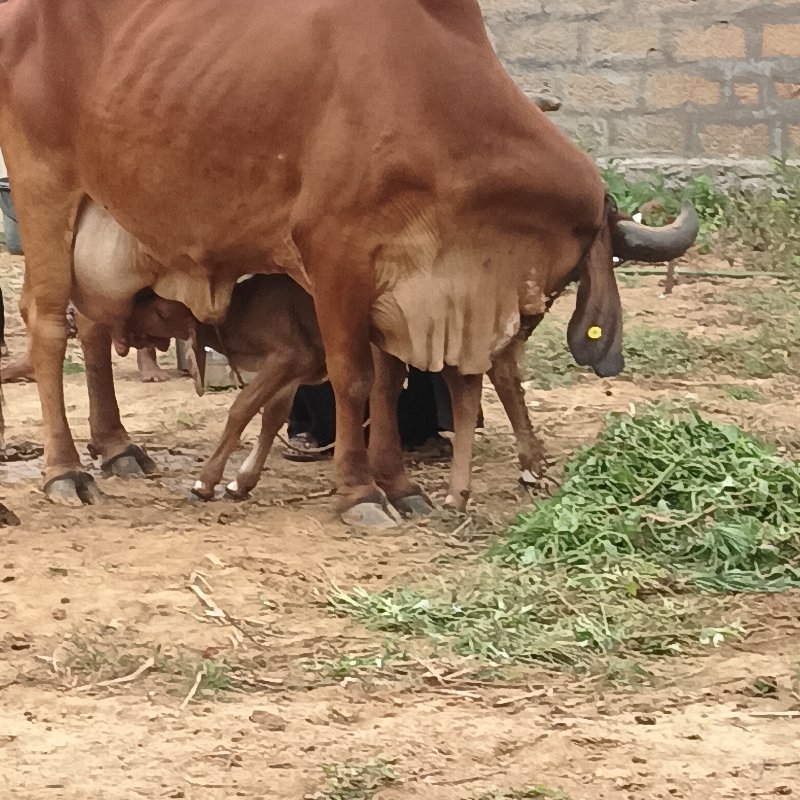 ગાય‌ વેચવા ની છ...