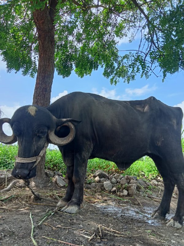 ખડેલુ  વેચવાની...