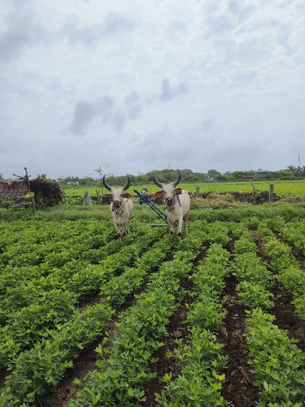 બળદ વેચવાના છે