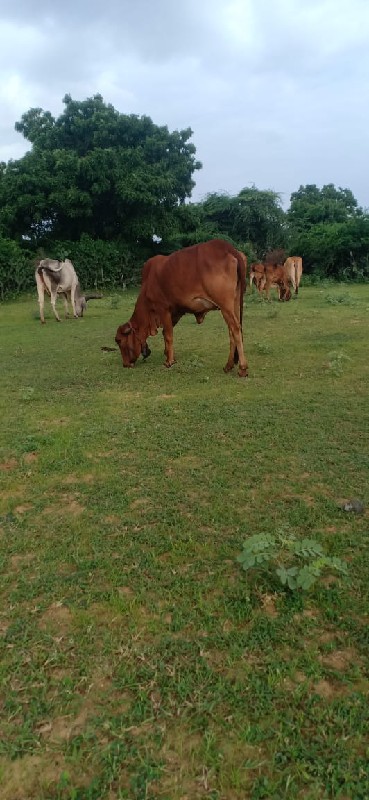 ઑડકીપૅલુવૅતર