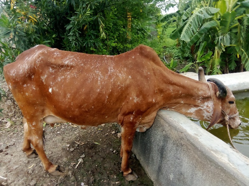 ગાય‌  વેચવાનિ છ...