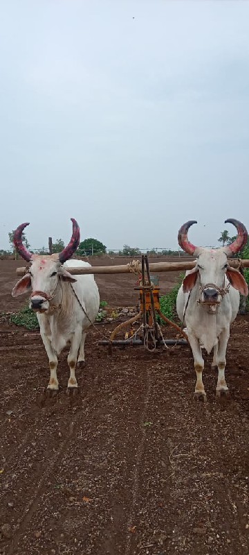 બળદ વેચવાના છે