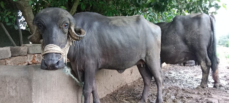 ખળેલી વેચવાની છ...