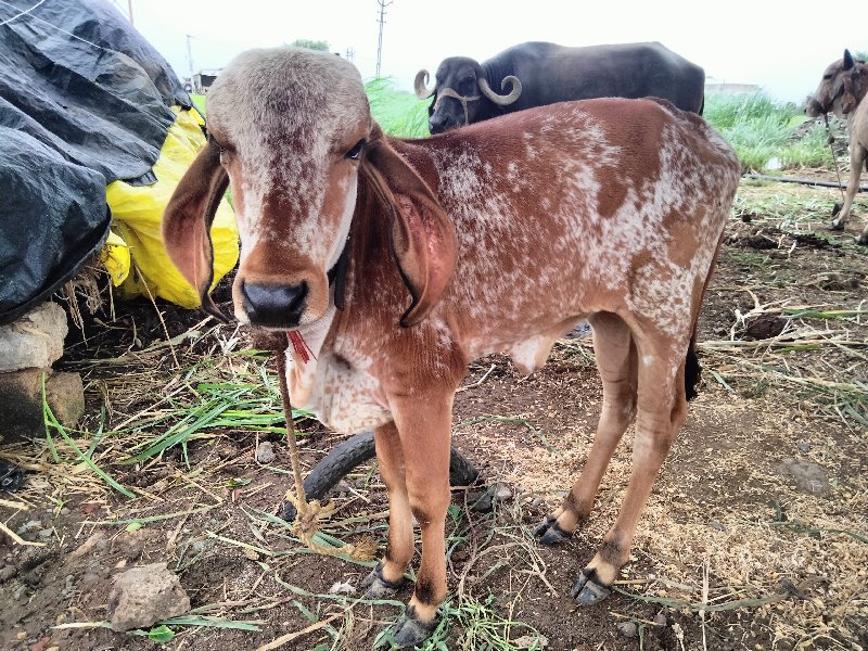 2 ગાય દેવાની