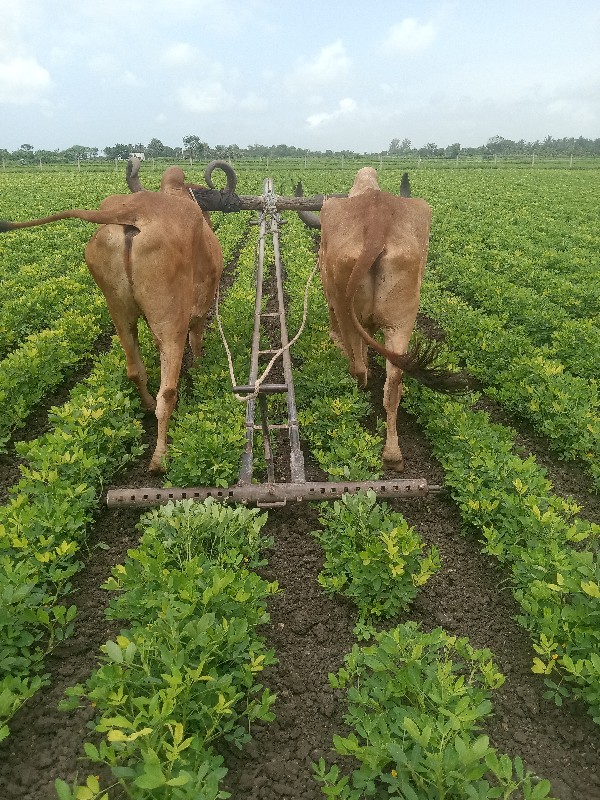 બળધુવેચવાના છે