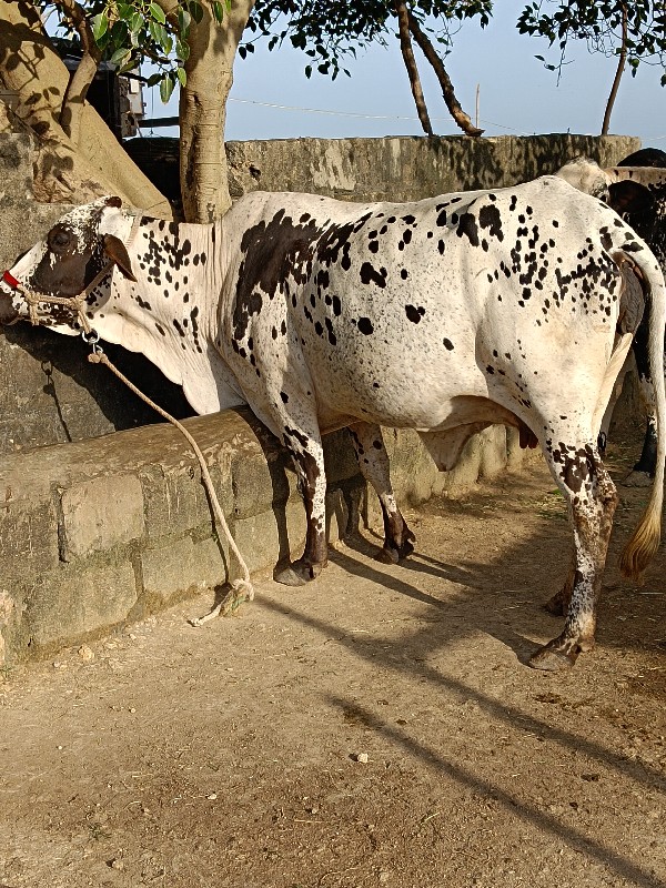 ગીર ક્રોસ ગાય વ...