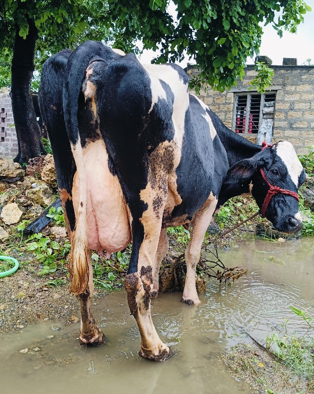 એચ. એફ. ગાય વેચ...