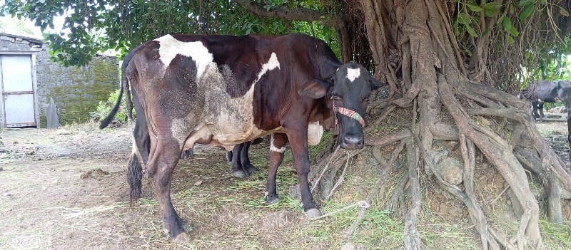 HF ગાય