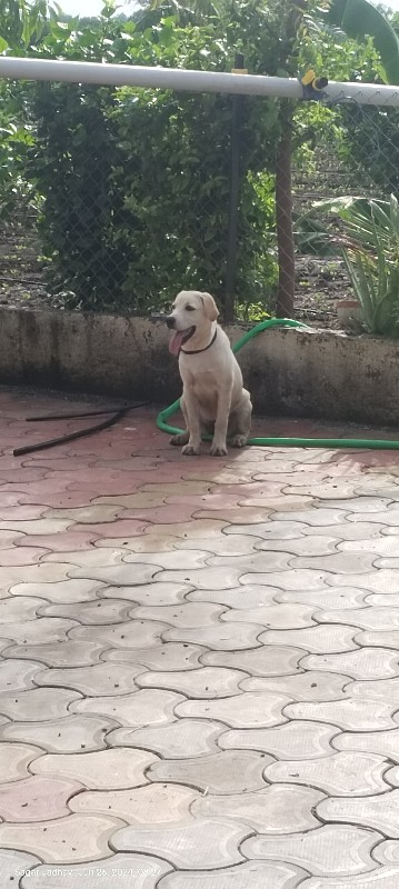 Labrador Dog