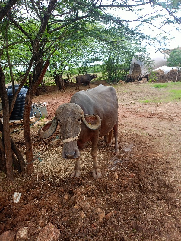 બીજા વેતર ની પા...