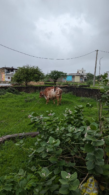 બીજું વેતર ગાભણ