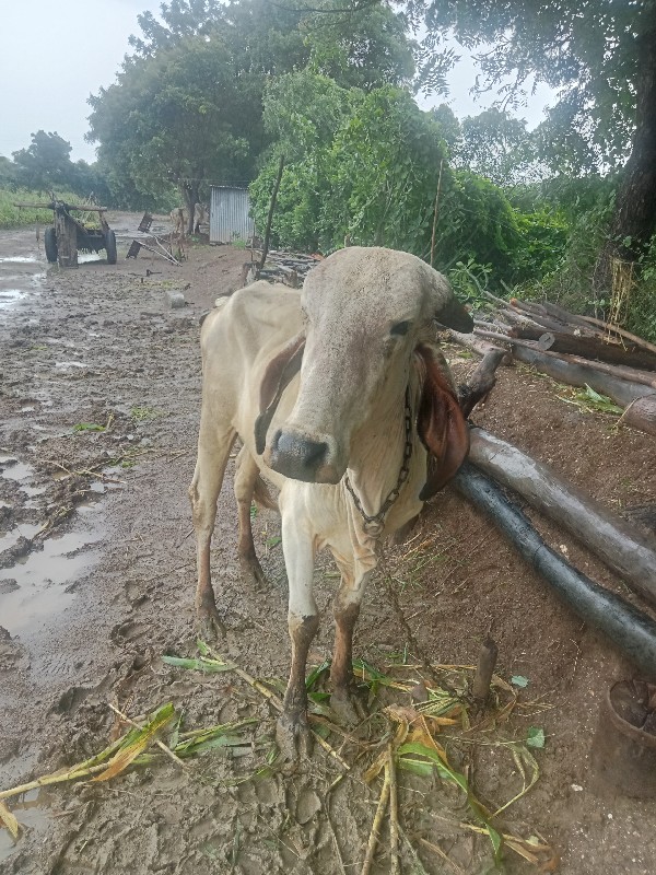 લિલડી વાસડી. સા...