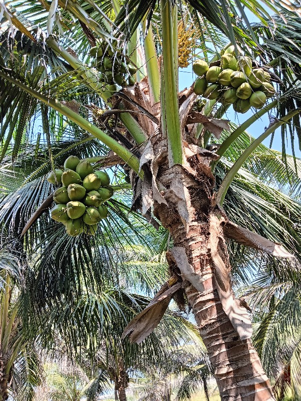 નારીયલ દેવા માટ...