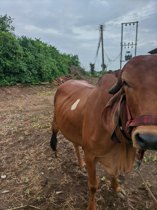 ગાય