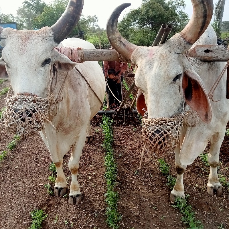 બળદ વેચવાના છે