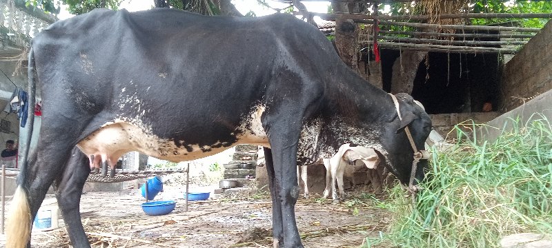 એસબ ગાય વેચવાની...