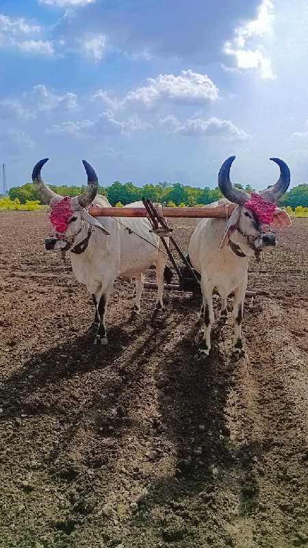 બળદ વેચવાના છે