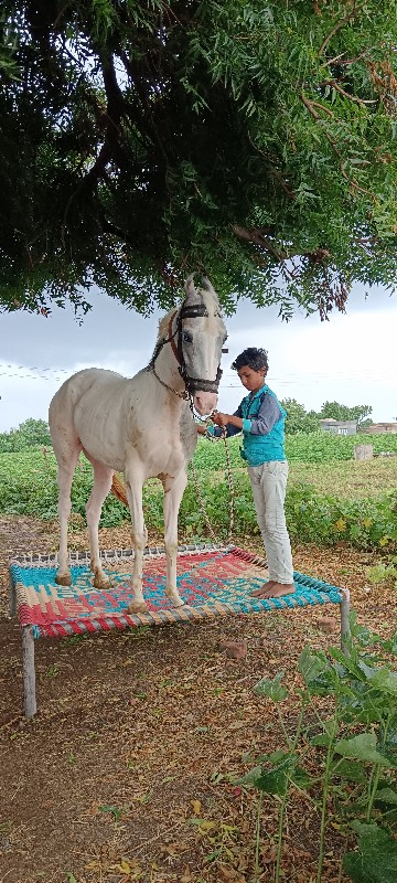 વચેરી