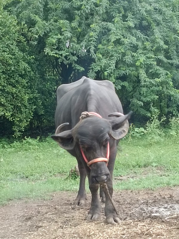 કડાઈ વેચવાની છે...