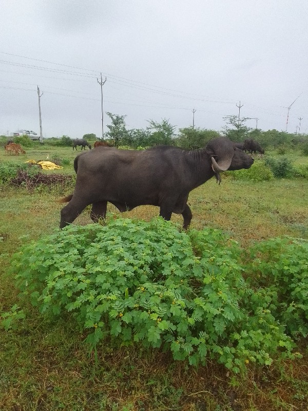 પાડો વેચવા નો હ...