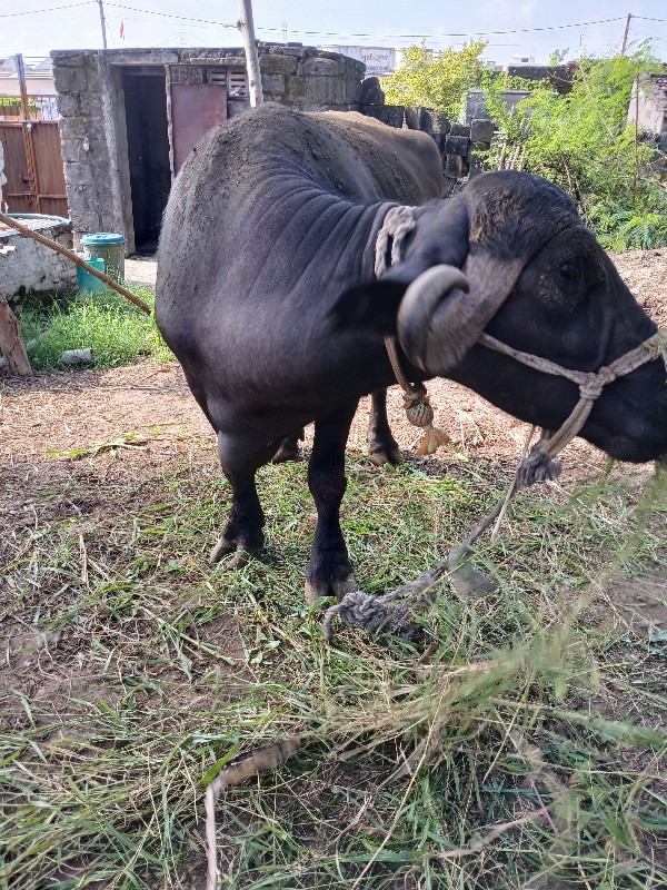 2 વેતર ની ભેસ વ...