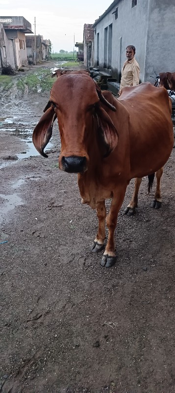 ગાય વેચવાની છે