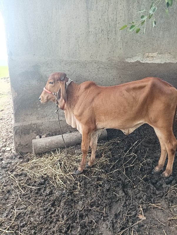 વાછડી વેચવાની છ...