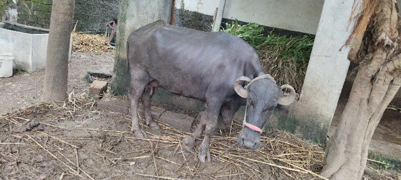 બે ભેંસ વેચવાની...