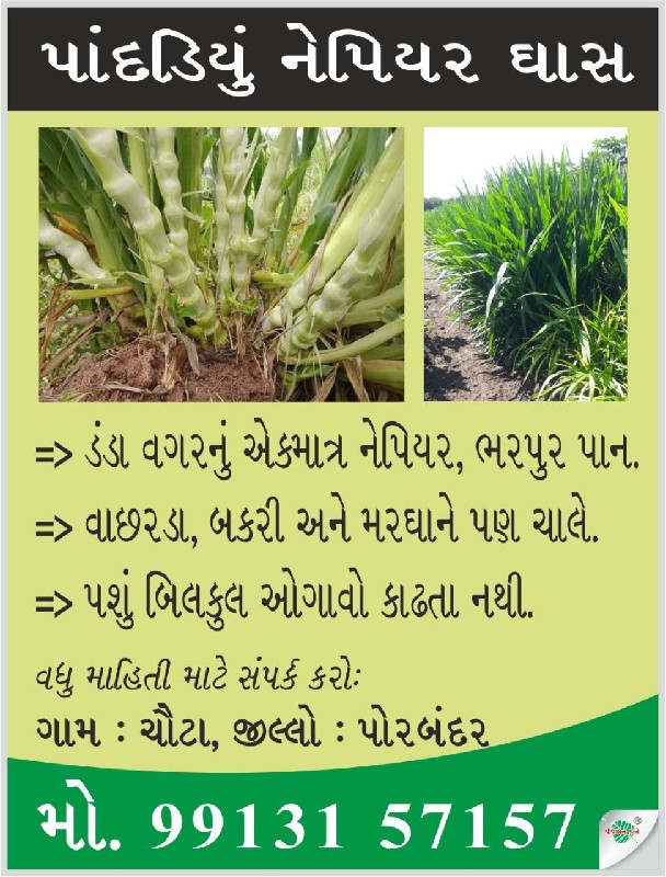 નંદનવન નેપિયર ઘ...