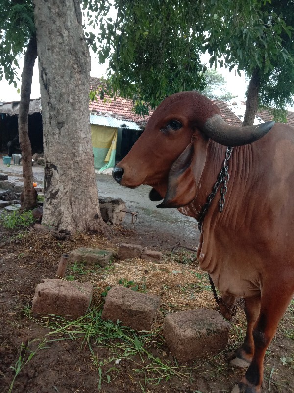 ઓરીજનલ ગીર ગાય...