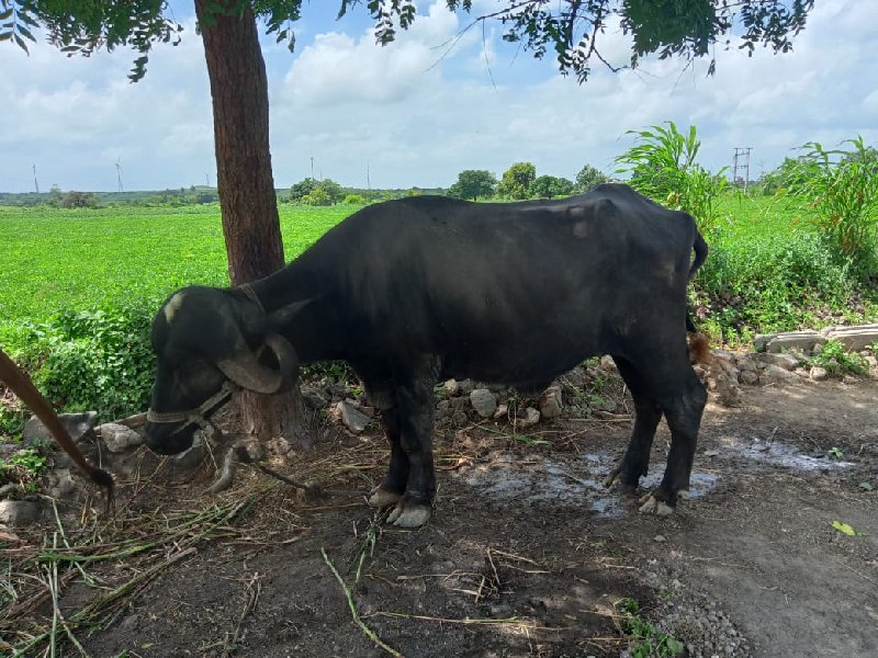 ખડેલુ  વેચવાની...